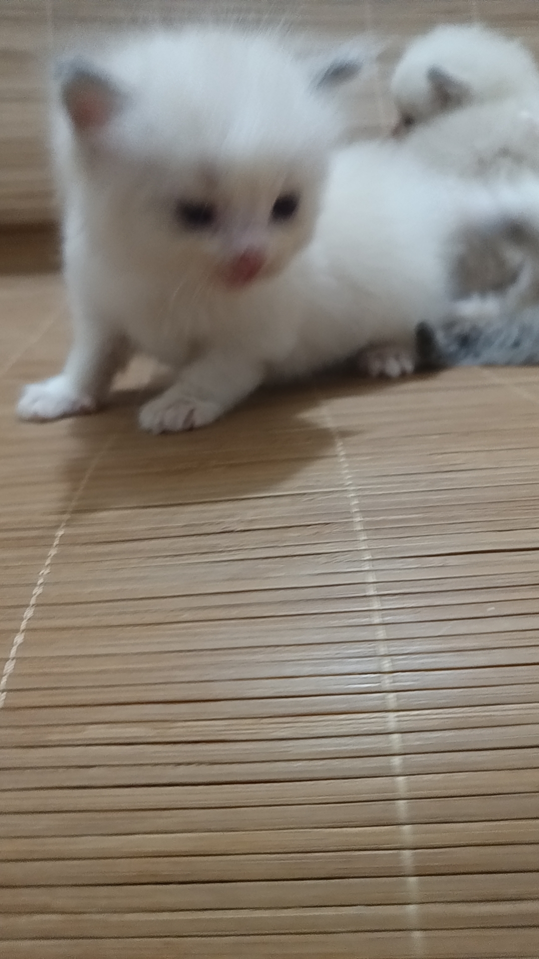 精品蓝双布偶猫咪